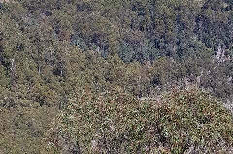 Leven Canyon Day Trip Including Wings Wildlife Park Or Gunns Plains Caves - Dalby Accommodation 4