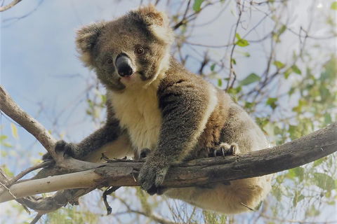 Kangaroo Island Scenic Trail Tour - Dalby Accommodation 2