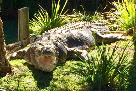 Central Coast Private Tour From Sydney, With Australian Reptile Park Option - Dalby Accommodation 4