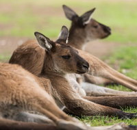 Private Ballarat and Sovereign Hill Tour from Melbourne - Dalby Accommodation