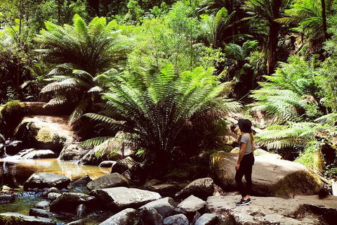 Private Yarra Valley & Dandenong Ranges Hiking Tour From Melbourne - Dalby Accommodation 2