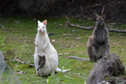Full-Day Guided Bruny Island Tour From Hobart - Dalby Accommodation 0