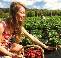 Mornington Peninsula Day Trip from Melbourne - Dalby Accommodation