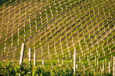 Melbourne Super Saver: Great Ocean Road + Mornington Peninsula + Attraction Pass - Dalby Accommodation 1