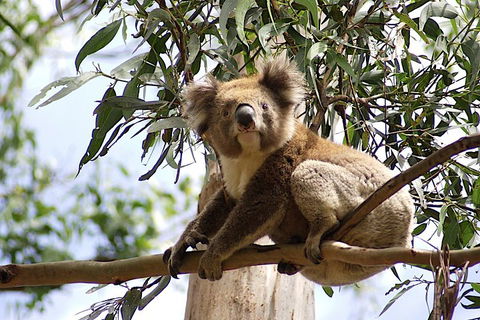 Melbourne Super Saver: Great Ocean Road + Wilsons Promontory + Attraction Pass - Dalby Accommodation 3