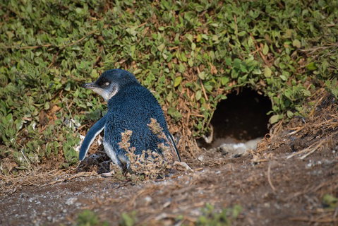 Small-Group Phillip Island Penguin Parade Day Tour From Melbourne - Dalby Accommodation 1