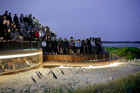 Small-Group Phillip Island Penguin Parade Day Tour From Melbourne - Dalby Accommodation 3