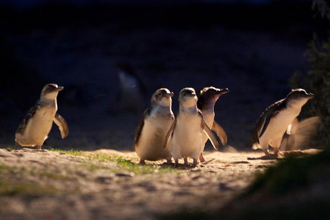 Small-Group Phillip Island Penguin Parade Day Tour From Melbourne - Dalby Accommodation 5