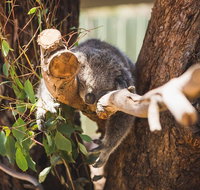 Melbourne City Tour and Phillip Island in One Day - Dalby Accommodation