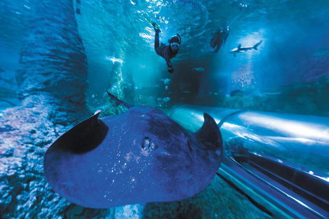 Snorkel With Sharks At AQWA - Dalby Accommodation 0