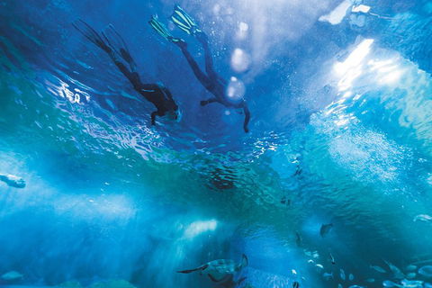 Snorkel With Sharks At AQWA - Dalby Accommodation 1