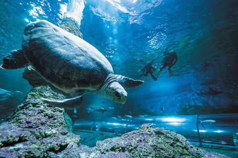 Snorkel With Sharks At AQWA - Dalby Accommodation 4