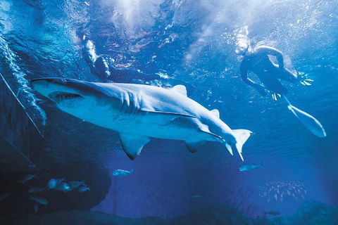 Snorkel With Sharks At AQWA - Dalby Accommodation 5