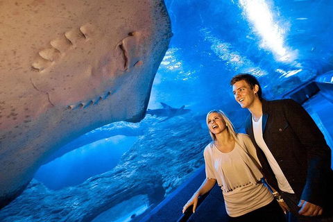 Dive With Sharks At AQWA - Dalby Accommodation 0