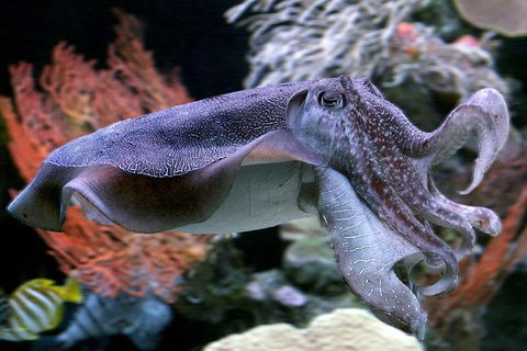 Dive With Sharks At AQWA - Dalby Accommodation 1