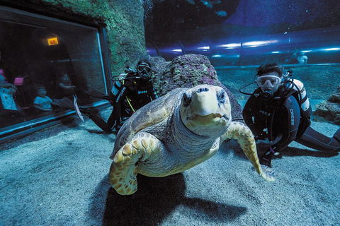 Dive With Sharks At AQWA - Dalby Accommodation 2