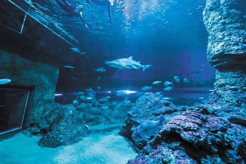 Dive With Sharks At AQWA - Dalby Accommodation 3