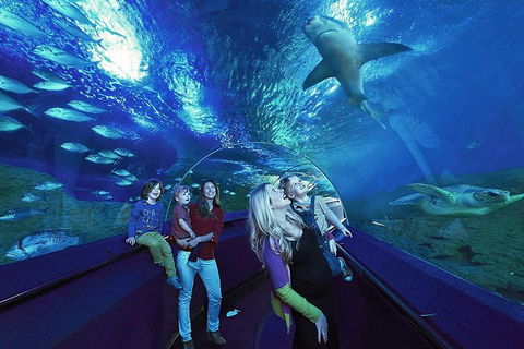 Dive With Sharks At AQWA - Dalby Accommodation 5