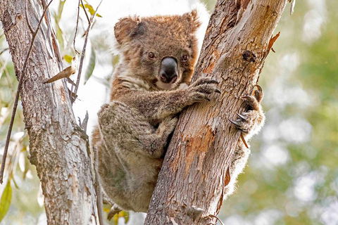 Wild Australian Wildlife 4WD Tour From Sydney - Dalby Accommodation 1