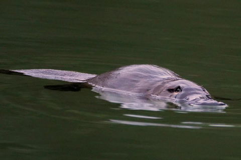 Wild Australian Wildlife 4WD Tour From Sydney - Dalby Accommodation 2