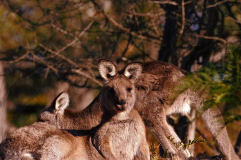 Wild Australian Wildlife 4WD Tour From Sydney - Dalby Accommodation 3