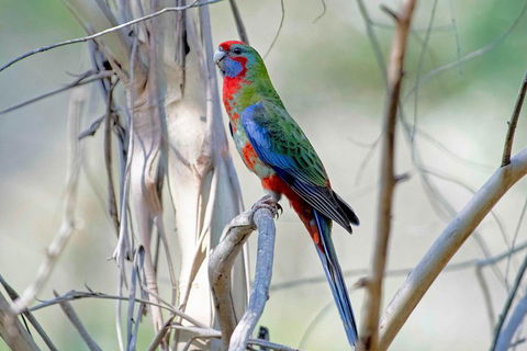 Wild Australian Wildlife 4WD Tour From Sydney - Dalby Accommodation 5