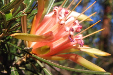 Small-Group Blue Mountains Tour With Bush Walks And Featherdale Wildlife Park - Dalby Accommodation 4