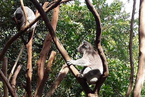 Small-Group Blue Mountains Tour With Bush Walks And Featherdale Wildlife Park - Dalby Accommodation 5