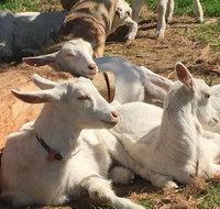 Mornington Peninsula Winery Tours with Cheese Chocolate Tastings from Melbourne - Dalby Accommodation