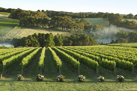 Mornington Peninsula Winery Tours With Cheese, Chocolate Tastings From Melbourne - Dalby Accommodation 4