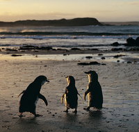 Phillip Island Penguin Parade Day Trip with Koala Conservation Reserve Visit - Dalby Accommodation