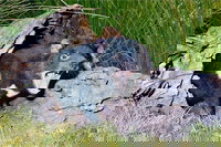 Blue Mountains Private Tour from Sydney with Featherdale Park