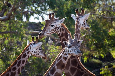 Werribee Open Range Zoo General Admission Ticket - Dalby Accommodation 0