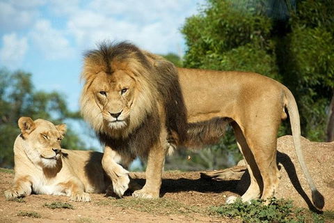 Werribee Open Range Zoo General Admission Ticket - Dalby Accommodation 1