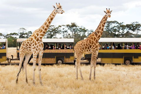 Werribee Open Range Zoo General Admission Ticket - Dalby Accommodation 2