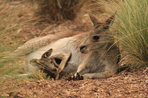 Werribee Open Range Zoo General Admission Ticket - Dalby Accommodation 3