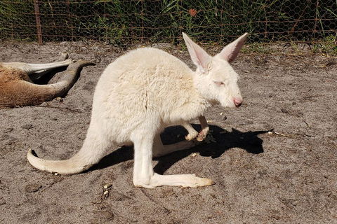 Very Best Of Perth Tour - Wildlife Park & City Highlights Tour - Dalby Accommodation 3