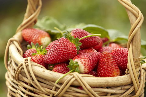 Mornington Peninsula Farm Produce Wine And Cider Tour - Dalby Accommodation 1