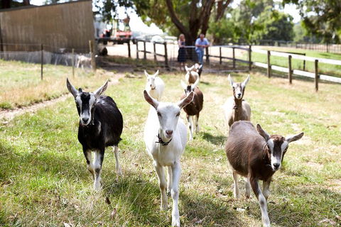 Mornington Peninsula Farm Produce Wine And Cider Tour - Dalby Accommodation 3