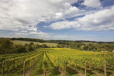 Mornington Peninsula Farm Produce Wine And Cider Tour - Dalby Accommodation 5