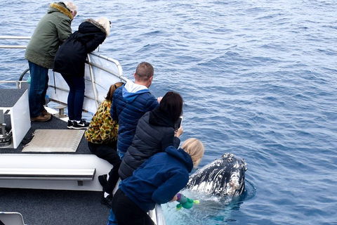 Phillip Island Whale Watching Tour - Dalby Accommodation 1