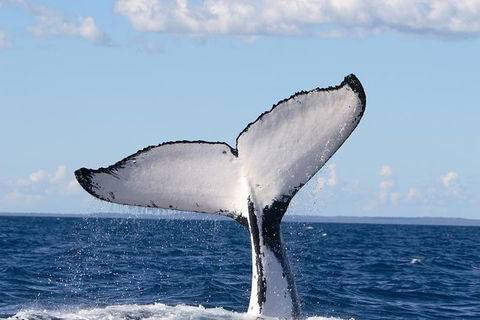 Phillip Island Whale Watching Tour - Dalby Accommodation 3
