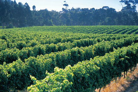 Swan Valley Private Tour - Dalby Accommodation 1