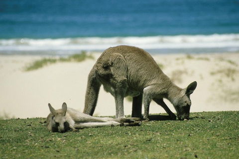 Great Ocean Road Highlights Tour - 2 Days, 1 Night - Dalby Accommodation 2