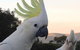 Great Ocean Road & Phillip Island - 2 Days, 1 Night - thumb 1