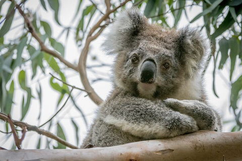 Great Ocean Road & Grampians National Park Tour - 3 Days, 2 Nights - Dalby Accommodation 2