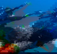 Scuba Dive the S.S. Yongala Wreck on the Great Barrier Reef. - Dalby Accommodation