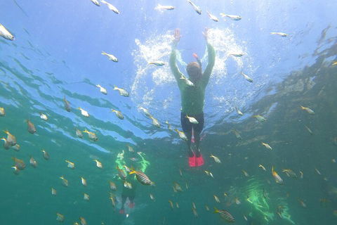 Manly Snorkel Trip And Nature Walk With Local Guide - Dalby Accommodation 0