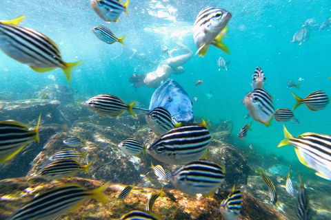 Manly Snorkel Trip And Nature Walk With Local Guide - Dalby Accommodation 2
